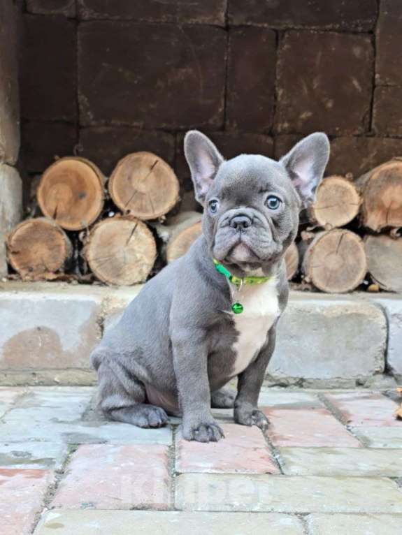 Собаки в Симферополе: Голубой мальчик щенок Мальчик, 60 000 руб. - фото 7