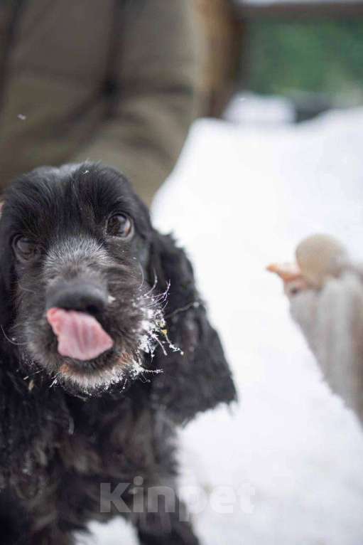 Собаки в Москве: Спаниель пес Терри ищет дом Мальчик, Бесплатно - фото 6