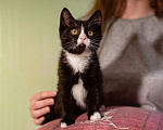 Кошки в Москве: Котёнок в добрые руки Девочка, Бесплатно - фото 8