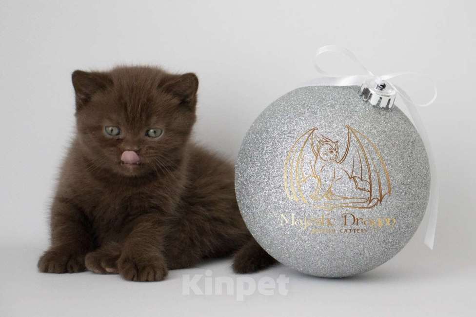 Кошки в Москве: Британский котенок шоколад Мальчик, Бесплатно - фото 4