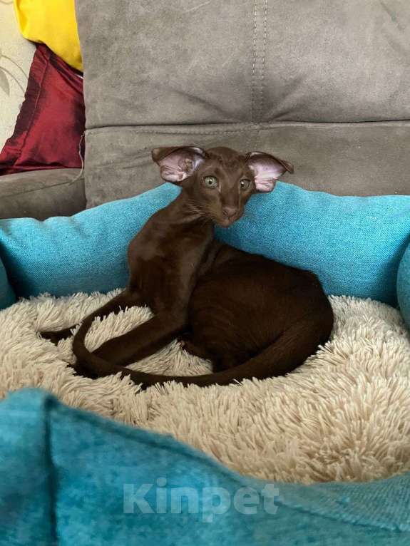 Кошки в Екатеринбурге: Цинамоновая девочка Девочка, 100 000 руб. - фото 8