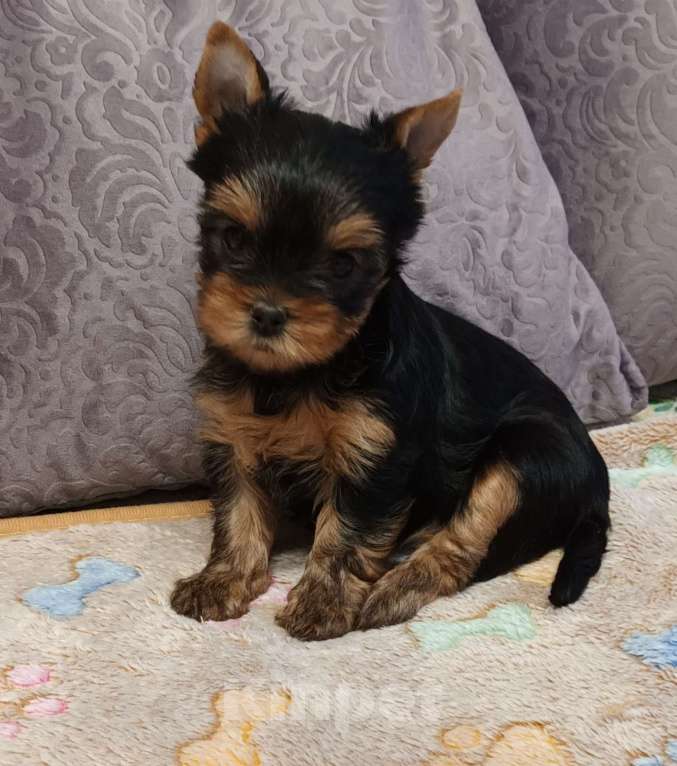 Собаки в Санкт-Петербурге: Йоркширский терьер.  Девочка, 65 000 руб. - фото 3