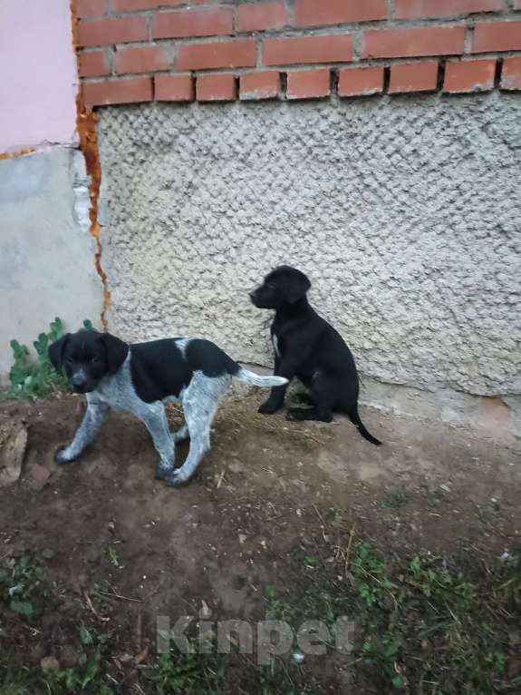 Собаки в других городах Московской области: Щенки дратхаара Девочка, Бесплатно - фото 4
