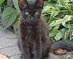 Кошки в Краснодаре: Котята ищут дом Девочка, Бесплатно - фото 3