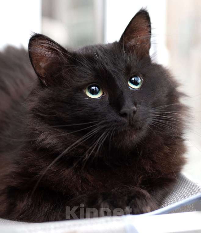 Кошки в Москве: Пушистый крупный черный кот Кеша в добрые руки Мальчик, 1 руб. - фото 2