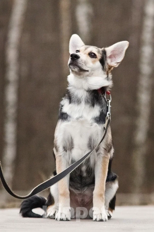 Собаки в Москве: Джокер в добрые руки Мальчик, Бесплатно - фото 8