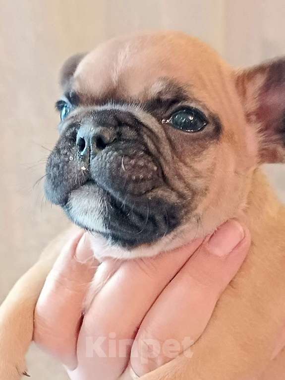 Собаки в Москве: Щенки французского бульдога Разнополые, 45 000 руб. - фото 1