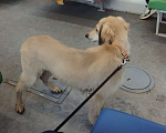 Собаки в Москве: Щенок борзой тазы Мальчик, 65 000 руб. - фото 10