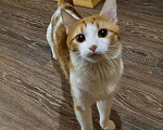 Кошки в Нижнем Новгороде: Тесла Котик 1,5 года Мальчик, Бесплатно - фото 1