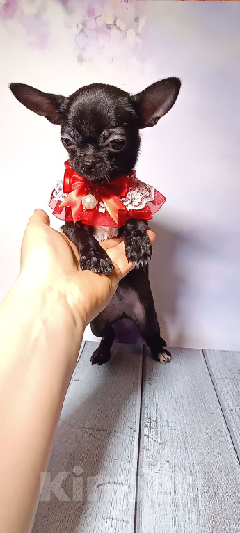 Собаки в Москве: Черная жемчужина Девочка, 85 000 руб. - фото 5