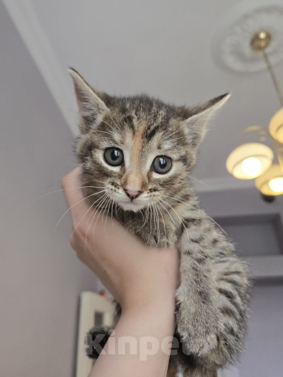 Кошки в Москве: Котенок Халва ищет дом Девочка, Бесплатно - фото 1