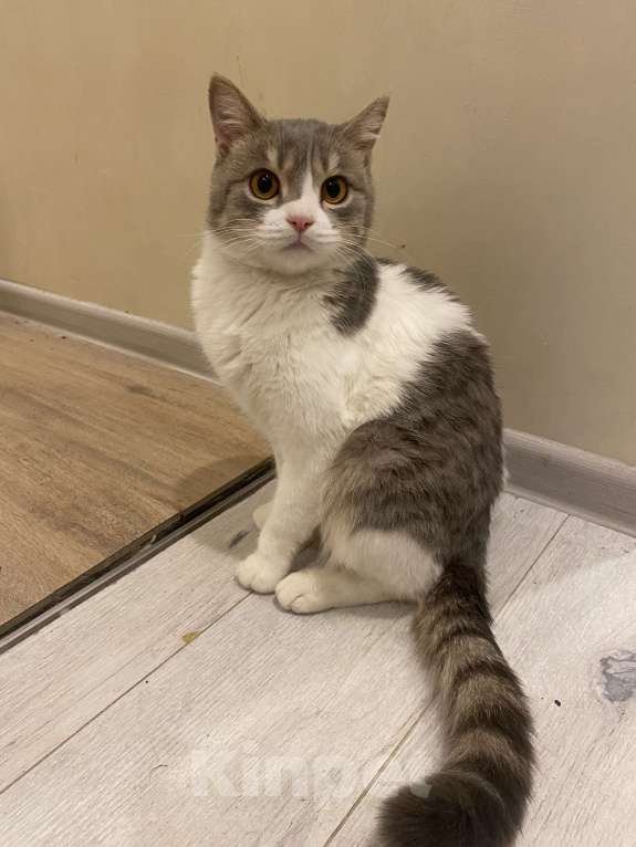 Кошки в Москве: Кошечка Юта ищет семью  Девочка, Бесплатно - фото 3