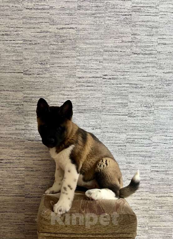 Собаки в Омске: Щенок Американской Акиты Девочка, 50 000 руб. - фото 2