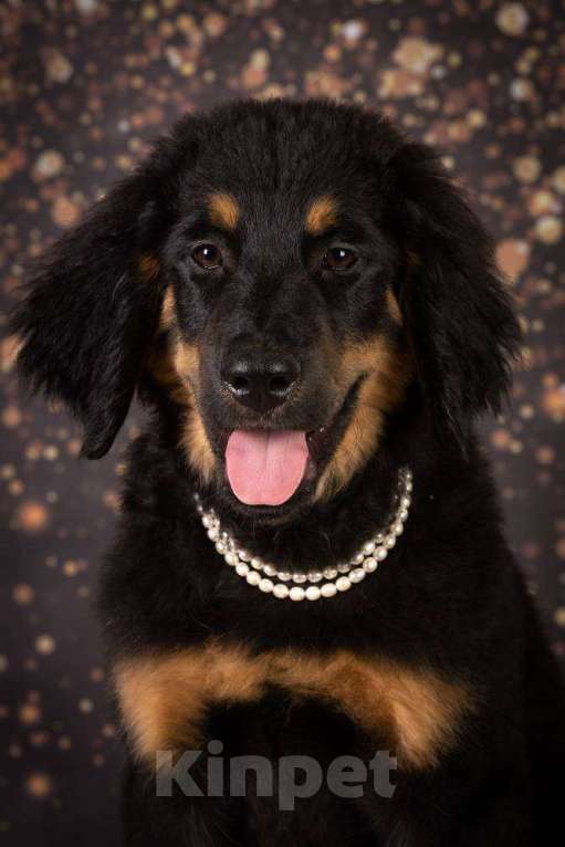 Собаки в Москве: Щенок ховаварта из питомника в Москве  Девочка, Бесплатно - фото 5