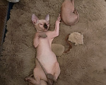 Кошки в Мурманске: Канадский сфинкс Девочка, Бесплатно - фото 2