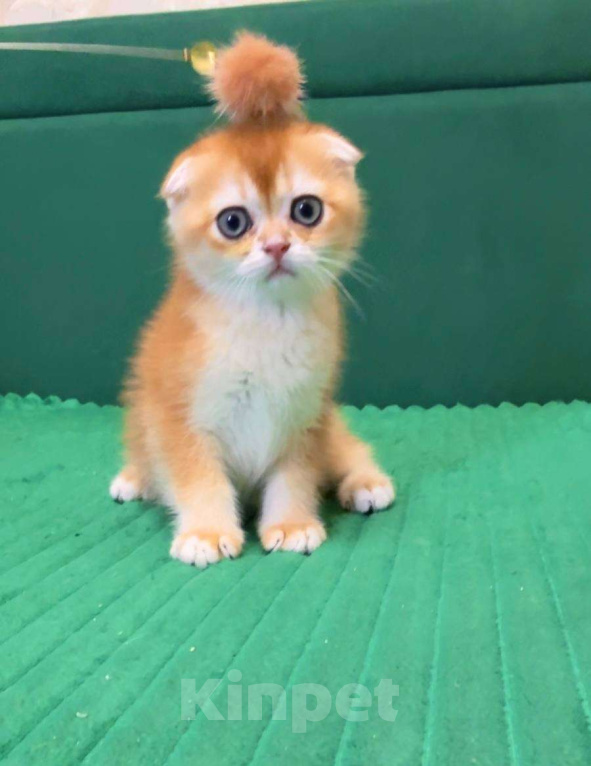 Кошки в Москве: Джерри Мальчик, 50 000 руб. - фото 3