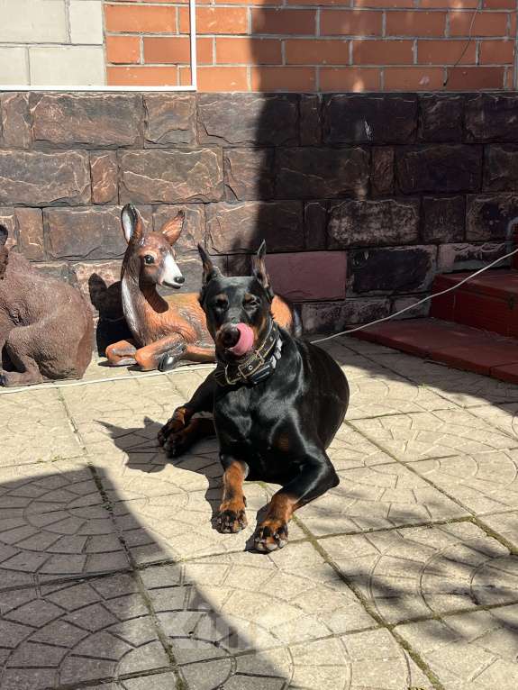 Собаки в других городах Московской области: Смоки ищет семью! Мальчик, Бесплатно - фото 2