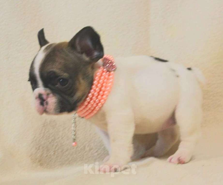 Собаки в Москве: Щенок французик,девочка Девочка, 130 000 руб. - фото 3