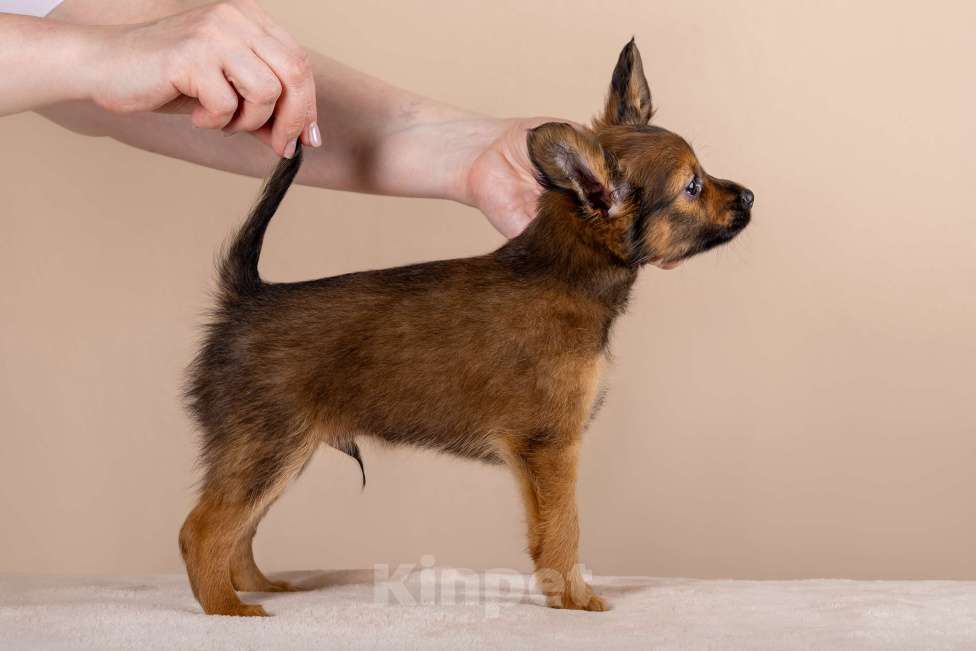 Собаки в Сосновом Бору: Щенок русского тоя длинношерстного Мальчик, Бесплатно - фото 2