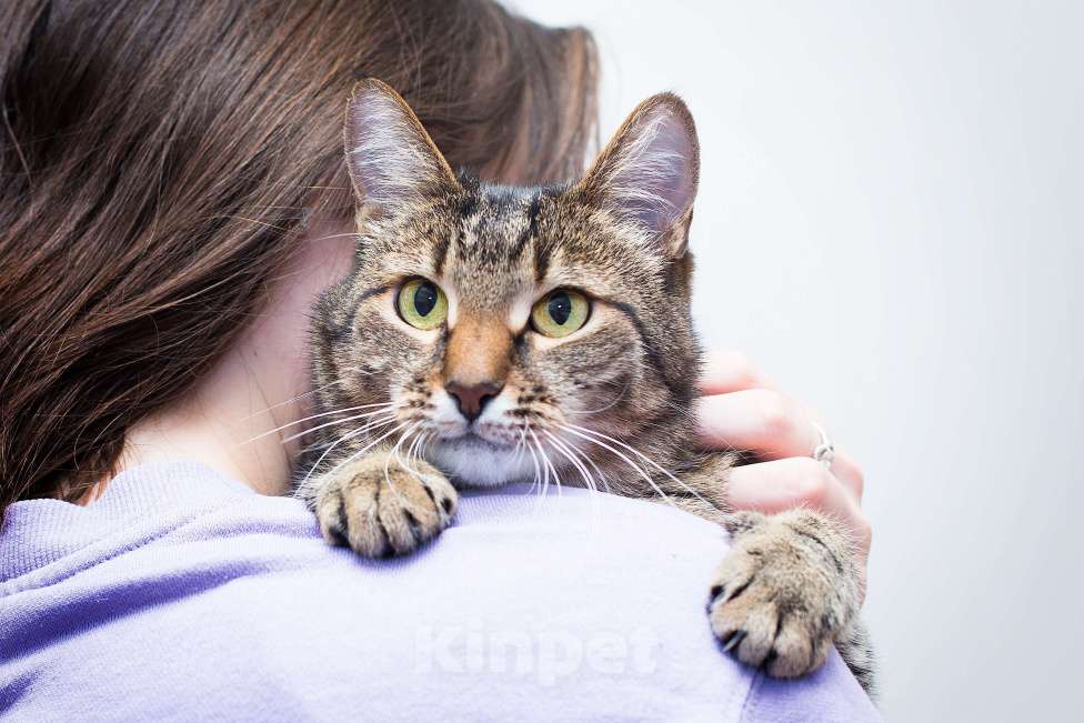 Кошки в Москве: 1347 дней Девочка, Бесплатно - фото 3