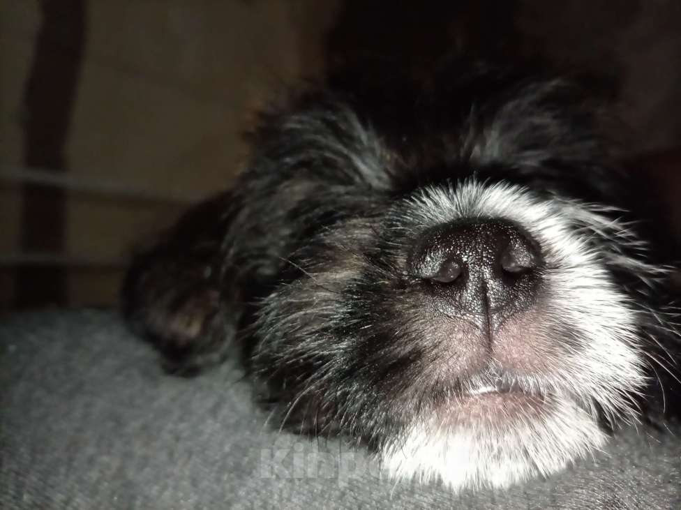 Собаки в Москве: Пухляш Мальчик, 1 руб. - фото 3
