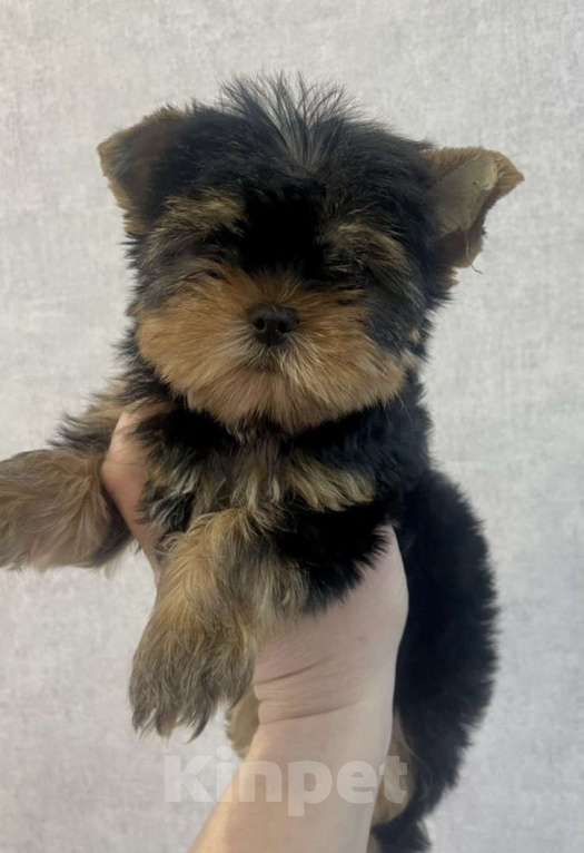 Собаки в Иркутске: Йоркширский терьер мини Девочка, 75 000 руб. - фото 3