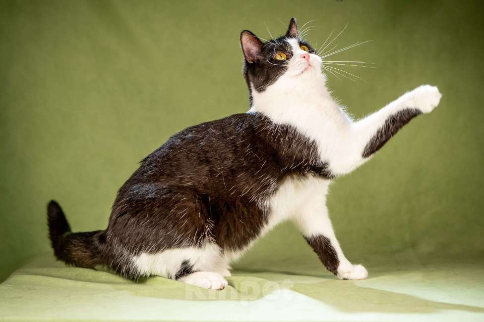 Кошки в Клине: Мамуля — кошка, достойная самой нежной любви Девочка, Бесплатно - фото 8