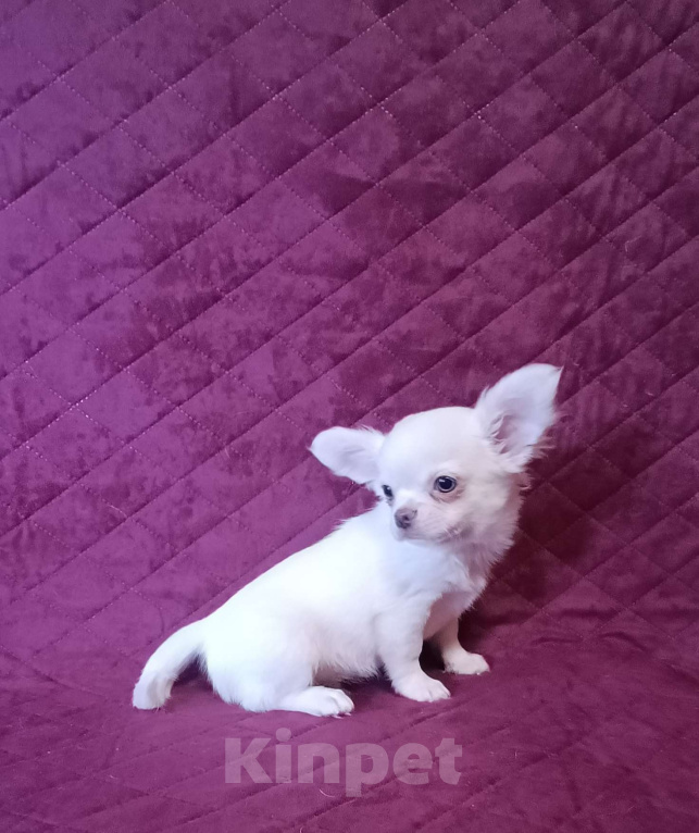 Собаки в Москве: Зефирчик Мальчик, 50 000 руб. - фото 3