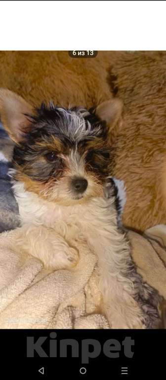 Собаки в Санкт-Петербурге: Щенок бивер Йорк Мальчик, 18 000 руб. - фото 3