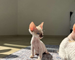 Кошки в Мытищах: Котенок Корниш-Рекс  Мальчик, 35 000 руб. - фото 3