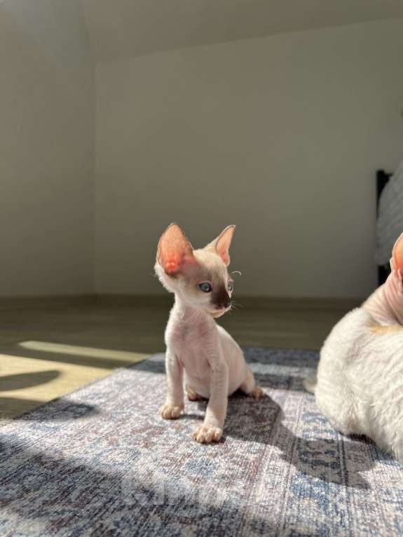 Кошки в Мытищах: Котенок Корниш-Рекс  Мальчик, 35 000 руб. - фото 3