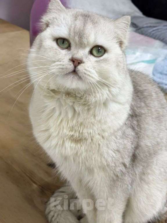 Кошки в Москве: Шотландский вислоухий кот ищет дом Мальчик, Бесплатно - фото 2