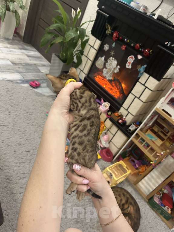 Кошки в других городах Московской области: Бенгальский котенок Девочка, 18 000 руб. - фото 1