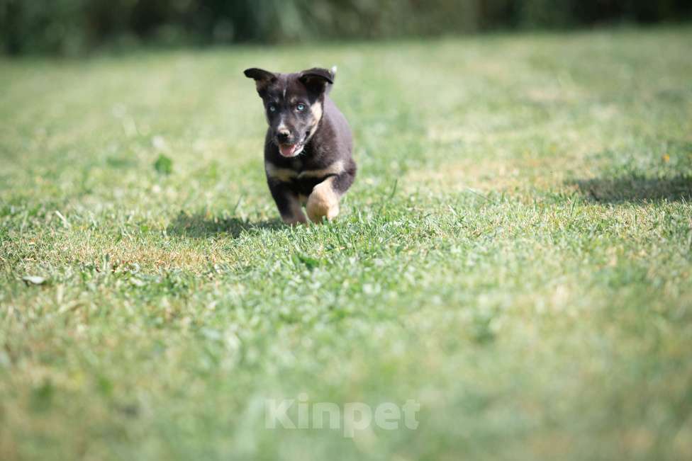 Собаки в Москве: Малу. Щенок метис хаски Девочка, Бесплатно - фото 4