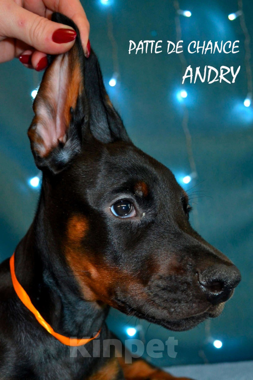 Собаки в Санкт-Петербурге: Щенок добермана Андрэ Мальчик, 90 000 руб. - фото 5