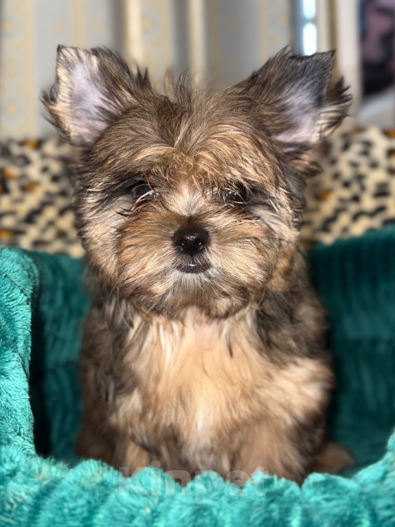 Собаки в Самаре: Йорк мальчик🐶🐾 Мальчик, 50 000 руб. - фото 3