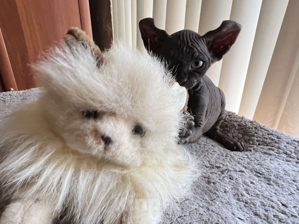 Кошки в Москве: Бархат Мальчик, Бесплатно - фото 2