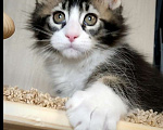 Кошки в Перми: Котята мейн-кун Девочка, 25 000 руб. - фото 5