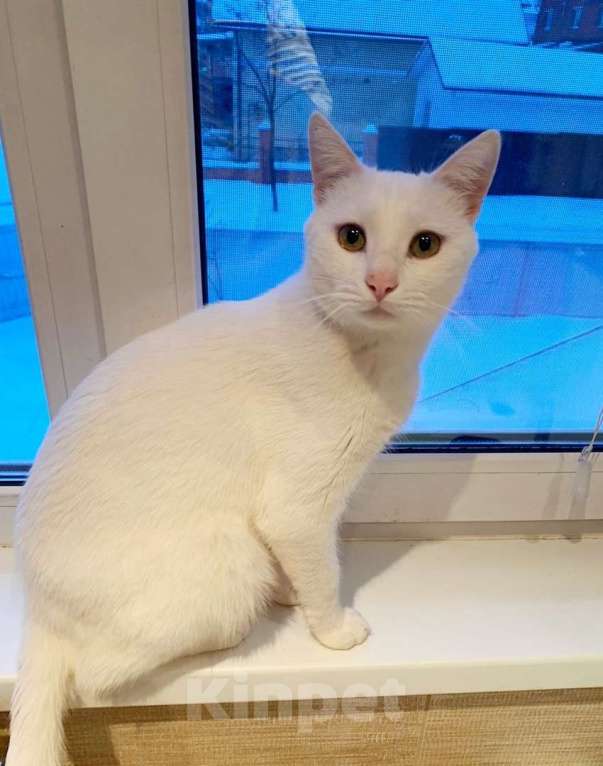 Кошки в Одинцово: Белоснежный котик Крис ждет семью Мальчик, 10 руб. - фото 2