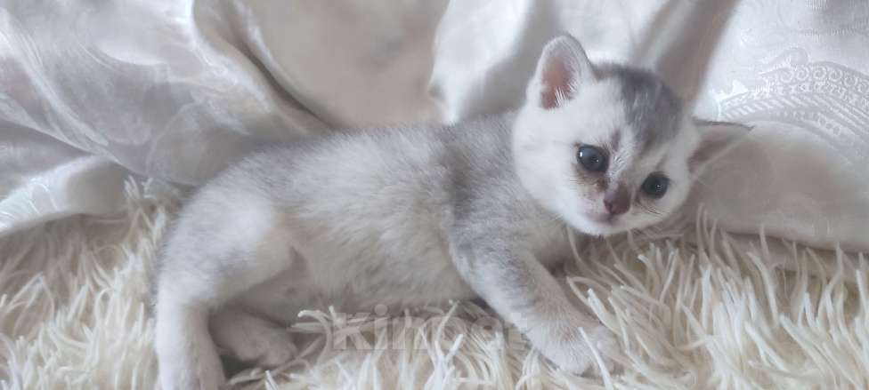 Кошки в других городах Московской области: Серебристая шиншилла скоттиш-страйт мальчик Мальчик, 15 000 руб. - фото 5