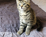 Кошки в Раменском: Озорная мини-тигрица девочка Девочка, 100 руб. - фото 1
