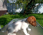 Собаки в Голицыно: Щенки Джек-рассел-террьер Мальчик, 40 000 руб. - фото 1