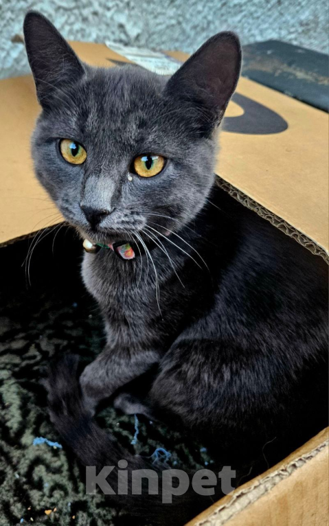 Кошки в Курске: Двойное счастье в подарок к Новому Году Девочка, 5 руб. - фото 3