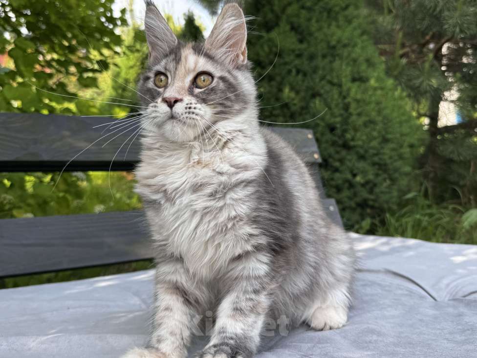 Кошки в Москве: Девочка Мейн Кун Veyron Omega Девочка, 50 000 руб. - фото 5