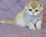 Кошки в Москве: шотландский мальчик -золотая шиншилла Мальчик, Бесплатно - фото 3