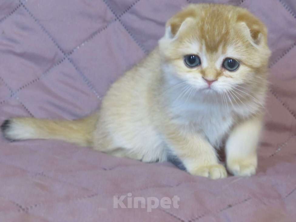 Кошки в Москве: шотландский мальчик -золотая шиншилла Мальчик, Бесплатно - фото 3