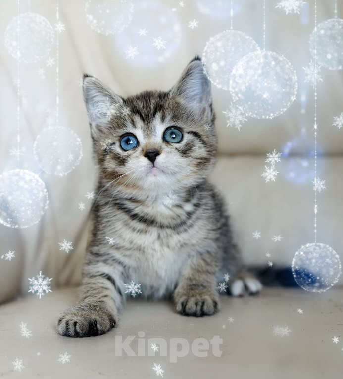 Кошки в Нижнем Новгороде: Разноглазая кошка  Девочка, 15 000 руб. - фото 1