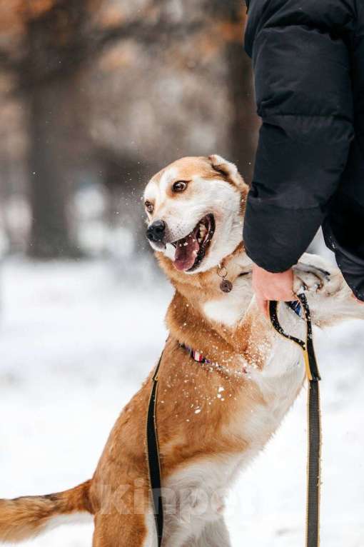 Собаки в Москве: Грациозный Вальс ищет дом Мальчик, Бесплатно - фото 6