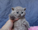 Кошки в Самаре: Прямоухий кот Мальчик, 50 000 руб. - фото 1