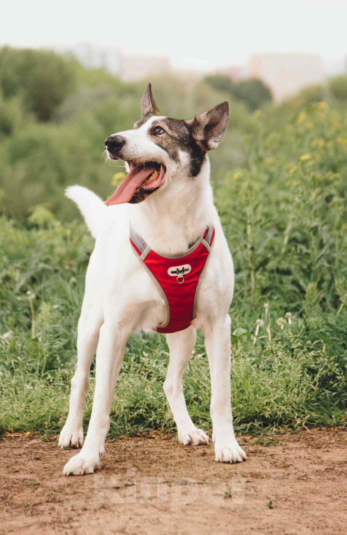Собаки в Москве: Гоша - ваш будущий верный спутник для прогулок и уютных вечеров из приюта в добрые руки Мальчик, Бесплатно - фото 3
